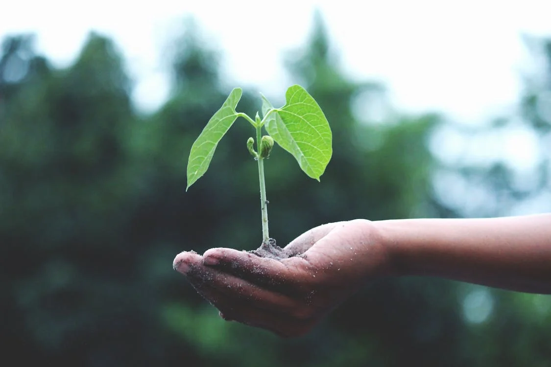 small plant held in someones hand